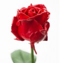 ΤΡΙΑΝΤΑΦΥΛΛΑ ΚΕΡΩΜΕΝΑ 50 εκ ROSEN  GEWAXT 50cm 